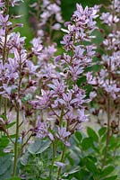 Dictamnus albus var. purpureus - Dittany à fleurs violettes avec abeilles