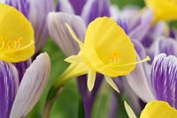 Narcisse 'Élégance décontractée' - jonquille jupon cerceau - Div. 10 Bulbocodium et crocus violet 'Striped Beauty'
