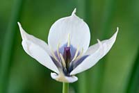 Tulipa humilis var. pulchella Albocaerulea Oculata Group - Divers Tulip