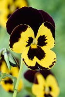 Viola Universal Mixed '- Pansy - une couleur du mélange