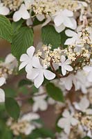 Viburnum plicatum f. tomentosum 'Kilimanjaro Sunrise' - Boule de neige japonaise