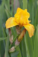 Iris germanica 'Lord Warden'