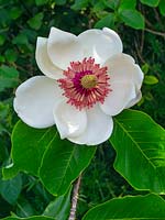 Magnolia sieboldii 'Colossus' - Magnolia 'Colossus'