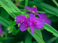 Tradescantia x andersoniana 'Purwell Giant'