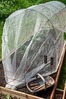 Maille fine recouvrant les plantes de Brassica pour empêcher l'attaque des papillons blancs