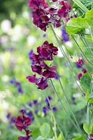 Lathyrus odoratus 'Beaujolais'