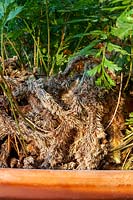 Système racinaire de rhizomes poilus de fougère d'intérieur Davallia mariesii - Fougère pied d'écureuil