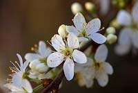 Prunus insititia 'Merryweather Damson' - Prune 'Merryweather Damson'