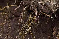 Les racines de l'ortie - Urtica dioica sont d'une couleur jaune distinctive