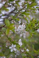 Mirabelle Prunier, Prunus Domestica fleur.