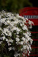 Clematis montana par l'ancienne boîte de téléphone britannique.