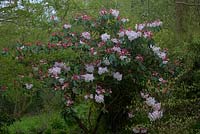 Rhododendron 'Loderi King George'
