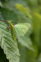 Gonepteryx rhamni - papillon de soufre déguisé sur haie de charme - Carpinus betulus