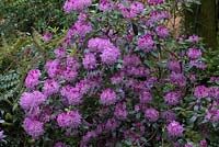 Hybride de Rhododendron decorum élevé à partir de graines.