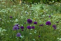 Plantations naturalistes d'Allium hollandicum 'Purple Sensation' et d'Anthriscus sylvestris - Cow Parsley