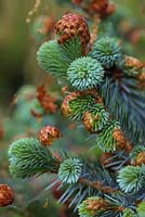 Picea sitchensis 'Papoose' - Nouvelle pousse d'épinette de sitka papoose
