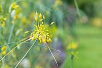 Allium flavum - Ail à fleurs jaunes