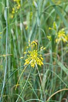 Allium flavum - Ail à fleurs jaunes
