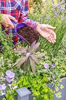 Remplir une jardinière, plantée d'herbes et de fleurs, avec une boule de compost