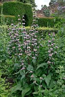 Phlomis tuberosa 'Amazone'