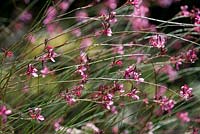 Gaura lindheimeri 'Monarque rouge'