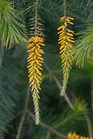 Persoonia pinifolia - Geebung à feuilles de pin ou Mambara