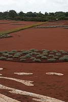 Jardin de sable rouge, planté de cercles de Westringia fruticosa 'Smokey' - Romarin côtier
