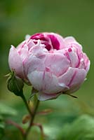Rosa 'Honorine de Brabant' - Rose Bourbon - rosée sur pétales