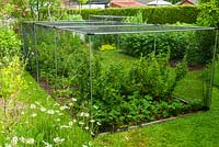 Cage à fruits contenant des buissons de groseille à maquereau et des plants de fraises - Journée des jardins ouverts, Earl Stonham, Suffolk