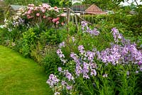 Lunaria annua - Honnêteté - dans le parterre de fleurs herbacées de balayage avec des roses sur support de trelliis rustique - Journée des jardins ouverts, Earl Stonham, Suffolk