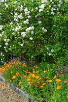 Rosa - Rose 'Madame Alfred Carriere' au-dessus du parterre de fleurs de souci, coquelicots de Californie et Erysimum 'Bowles Mauve' - Journée des jardins ouverts, Earl Stonham, Suffolk
