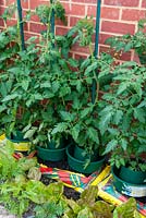 Les plants de tomates dans des pots de culture sur un growbag - Journée des jardins ouverts, Earl Stonham, Suffolk