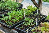 Les semis dans des plateaux sur étagère à effet de serre - Feuilles de salade, betteraves et laitues - Journée des jardins ouverts, Earl Stonham, Suffolk