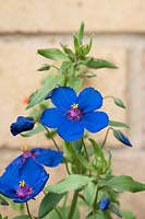 Anagallis Monelli - Bleu pimpernel - Fleur de lin Pimpernel