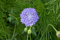 Didiscus caerulea 'Fleur de dentelle bleue'