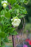 Cobaea scandens f. alba - Tasse et soucoupe à fleurs blanches Vine