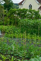 Des rangées de légumes, y compris le maïs sucré, les haricots, les oignons et les pois avec poire Williams cultivés dans un style espalier sur support au-delà - Journée des jardins ouverts, Coddenham, Suffolk