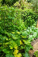 Courgettes, choux et haricots verts - Journée des jardins ouverts, Double Street, Framlingham, Suffolk