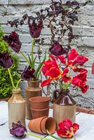 Tulipes perroquet noir et rouge affichées dans des bouteilles de poterie