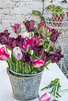 Tulipes noires et roses affichées dans un vieux seau en métal