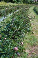 Paeonia - pivoines cultivées sur le terrain britannique