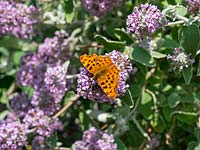 Polygonia c-album - Comma Butterfly sur Buddleja Crispa flower