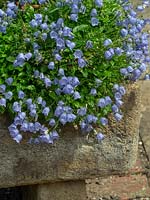 Campanula rotundifolia - Harebell en pot de pierre