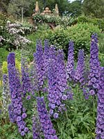 Delphinium 'Boléro'