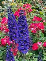 Delphinium 'Purple Velvet' - Pied d'alouette