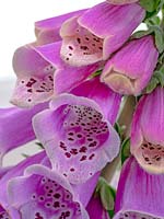 Digitalis purpurea - digitale - détail des taches rouges et poils à l'entrée de la fleur