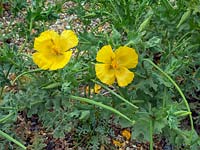 Glaucium flavum - Pavot Cornu