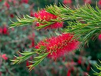 Melaleuca citrina - Crimson Bottlebrush