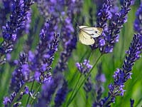 Pieris rapae - Petit papillon blanc - en vol près de Lavender angustifolia 'Hidcote' - Lavande anglaise