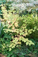 Cornus sanguinea 'Anny's Winter Orange' - Cornouiller - sous-planté de fougères
